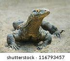 Image result for What Is the Biggest Lizard in the World