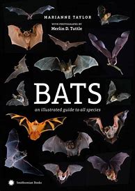 Image result for All Kinds of Bats