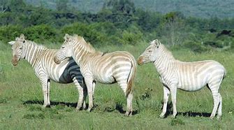 Image result for All White Zebra