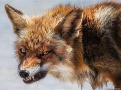 Image result for Fox Animal Angry