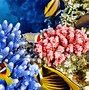 Image result for Coral Ocean iPhone Wallpaper