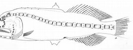 Image result for Ditropichthys storeri Anatomie. Size: 265 x 100. Source: fishbiosystem.ru