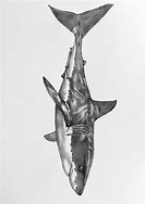 Image result for Great White Sharks Pencil Drawings