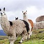 Image result for Quito Travel Guide