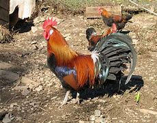 Image result for Le Coq Gaulois