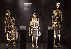 Image result for Human Skeleton Evolution