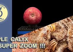 Image result for Apple Calyx