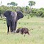 Image result for New Baby Elephant