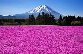 Image result for Beautiful Pink Flower Field Wallpapers