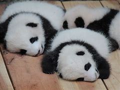 Image result for Giant Panda Animal Baby