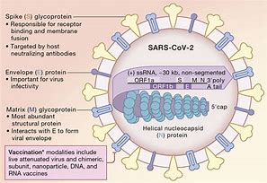 Image result for Genes in the Genome of Covid 19
