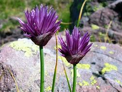 Image result for Allium schoenoprasum f. albiflorum