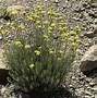 Image result for Helichrysum italicum