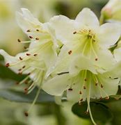 Image result for Rhododendron Shamrock