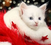 Image result for Cute Christmas Cat Wallpaper