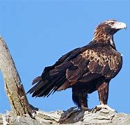 Image result for Largest Eagle Species in the World