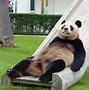 Image result for Funny Cute Baby Panda Bears