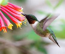Image result for Hummingbird Ornithopter