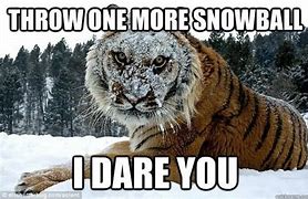 Image result for Angry Tiger Meme
