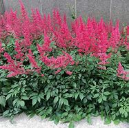 Astilbe Vision in Red に対する画像結果