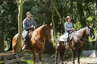 Image result for Hallmark Horse Movies