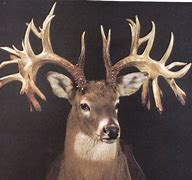 Image result for Non-typical Whitetail Deer