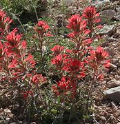 Image result for Red Desert Flowers