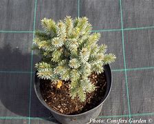 Image result for Picea sitchensis Tenas