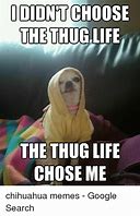 Image result for Thug Chihuahua Meme