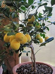 Image result for Citrus Hybrids