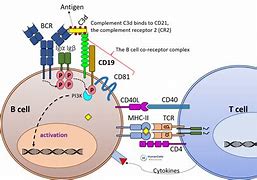 Image result for CD19 CD20 B-cell