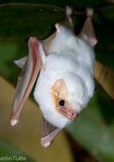 Image result for Ghost BC Bat