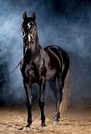 Image result for Arabian Horse Head Profile