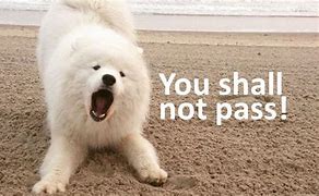 Image result for Samoyed Dog Memes