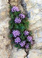 Image result for Physoplexis comosa