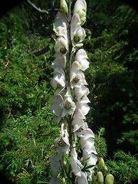 Image result for Aconitum napellus Album