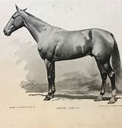 Image result for Horse Racing Prints
