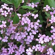 Image result for Saponaria sicula intermedia