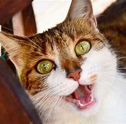Image result for Picture of Happy Cat