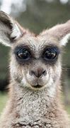 Image result for Front-Facing Eyes Animals
