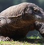 Image result for Biggest Lizard Komodo Dragon