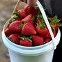 Image result for Ice Cream Fruit Brand