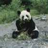 Image result for Giant Panda Opening Mouth