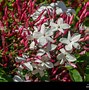 Image result for Jasmine Flower Buds