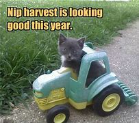 Image result for Farmer Cat Meme