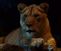 Image result for Lioness Zookeeper