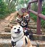 Image result for Shiba Inu Dog Meme