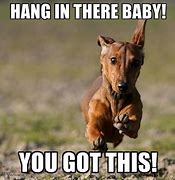 Image result for Funny Hang in There Girl
