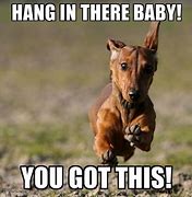 Image result for Hang in There Animal Meme