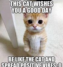 Image result for Positive Cat Meme